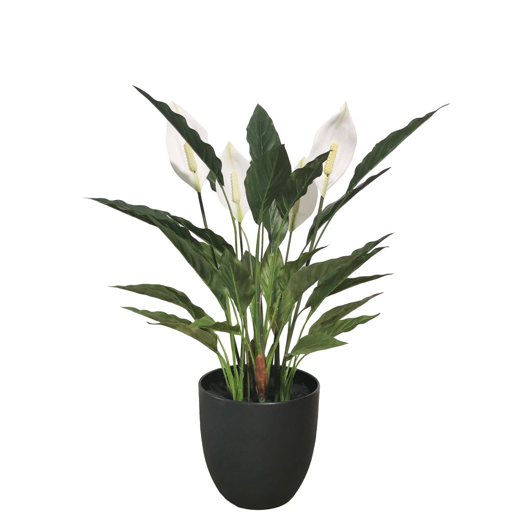 Potted Spathiphyllum 57cm.