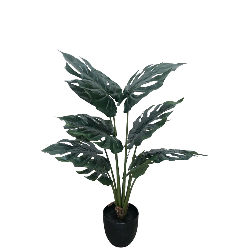 Split Leaf Philo 95cm.