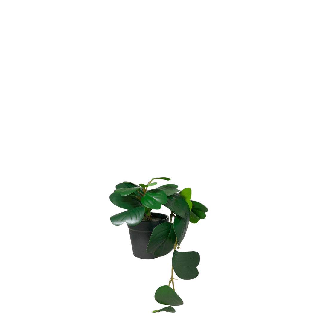 Potted Peperomia 16.5cm.