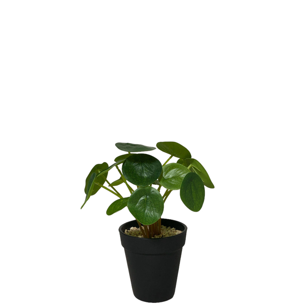 Potted Coin Plant 21cm.