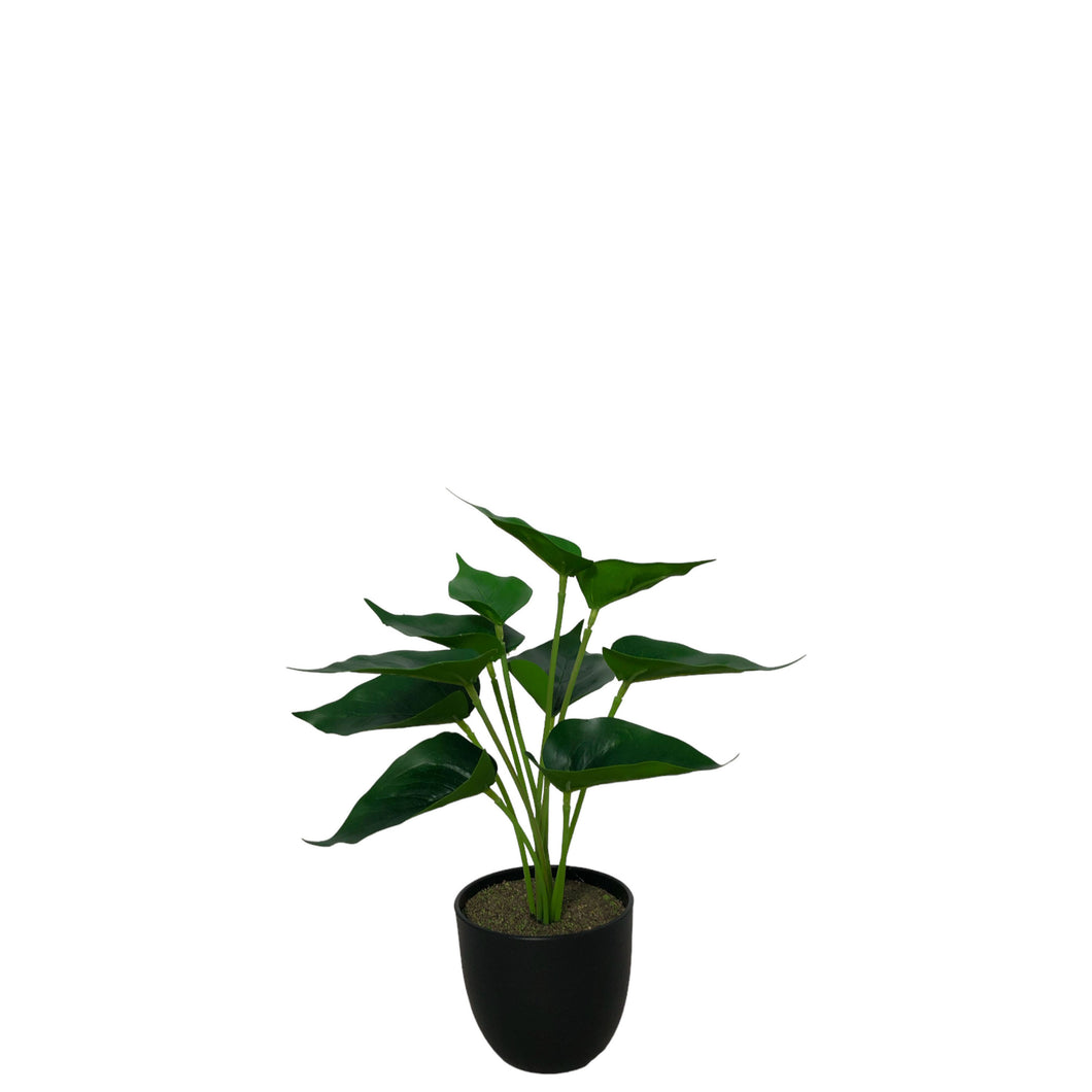 Potted Pothos 30.5cm.