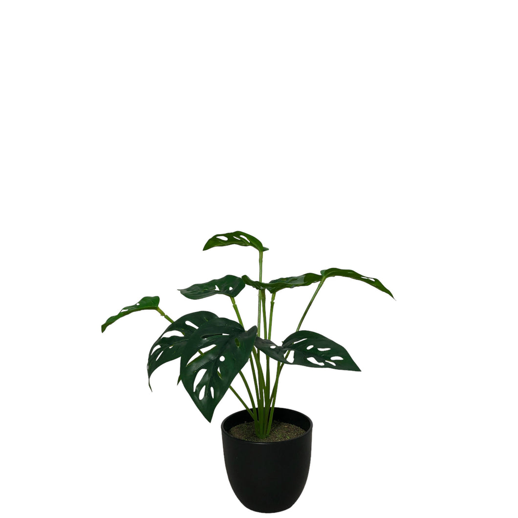 Potted Monstera Adansonii 28.5cm.