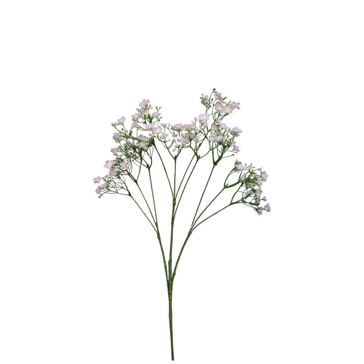 Gypsophilia Spray 68cm. – Flourish_ph