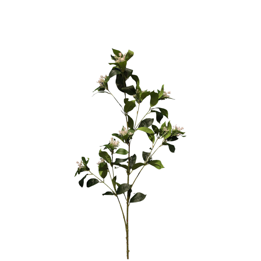 Osmanthus Fragrans Lour Spray 102cm.