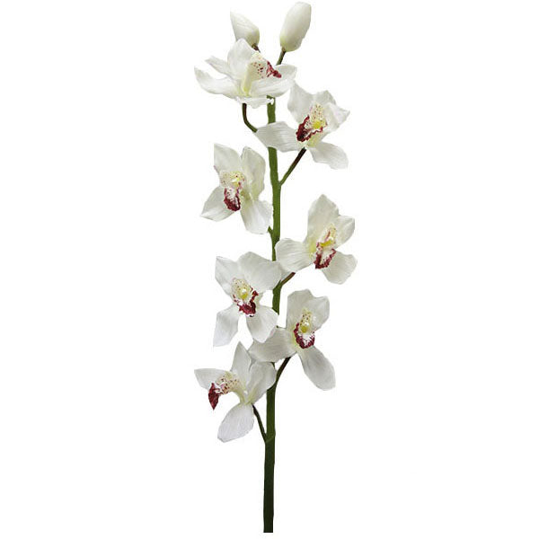 Large Cymbidium 112cm.