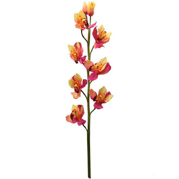 Large Cymbidium 112cm.