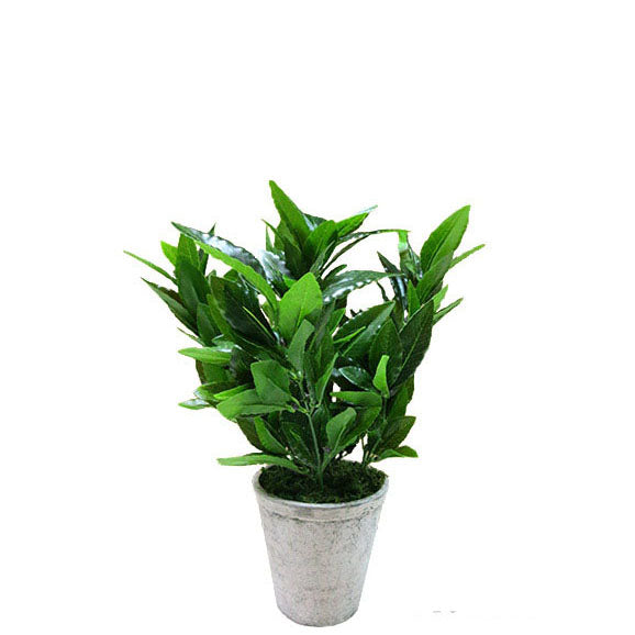 Osmanthus Pot Green 45cm.