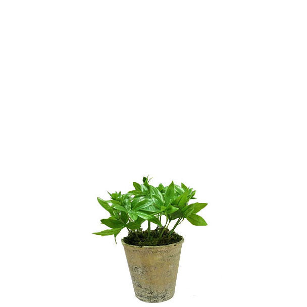 Potted Plant 23cm.