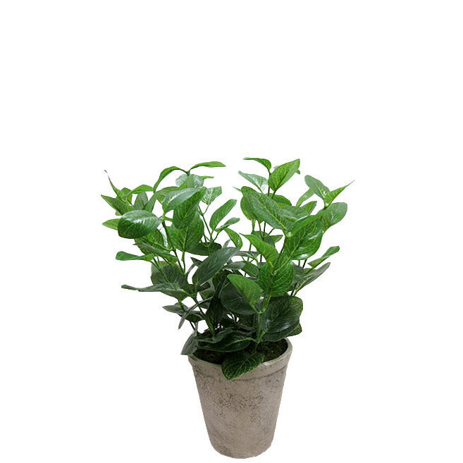 Potted Plant 40cm.