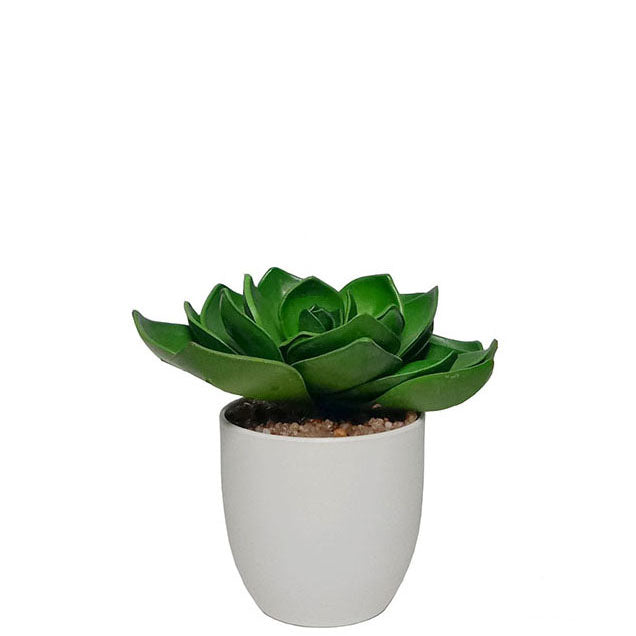 Potted Succulent 16.5cm.