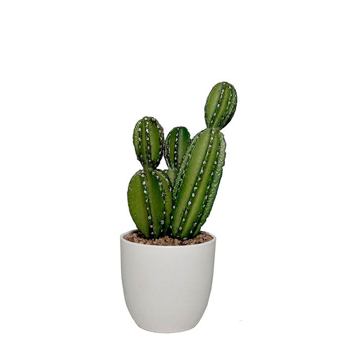 Potted Succulent 26cm.