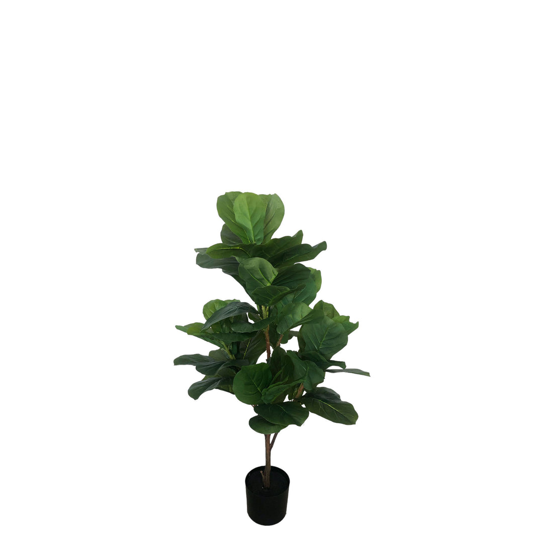 Fiddle Leaf Fig Tree 110cm.