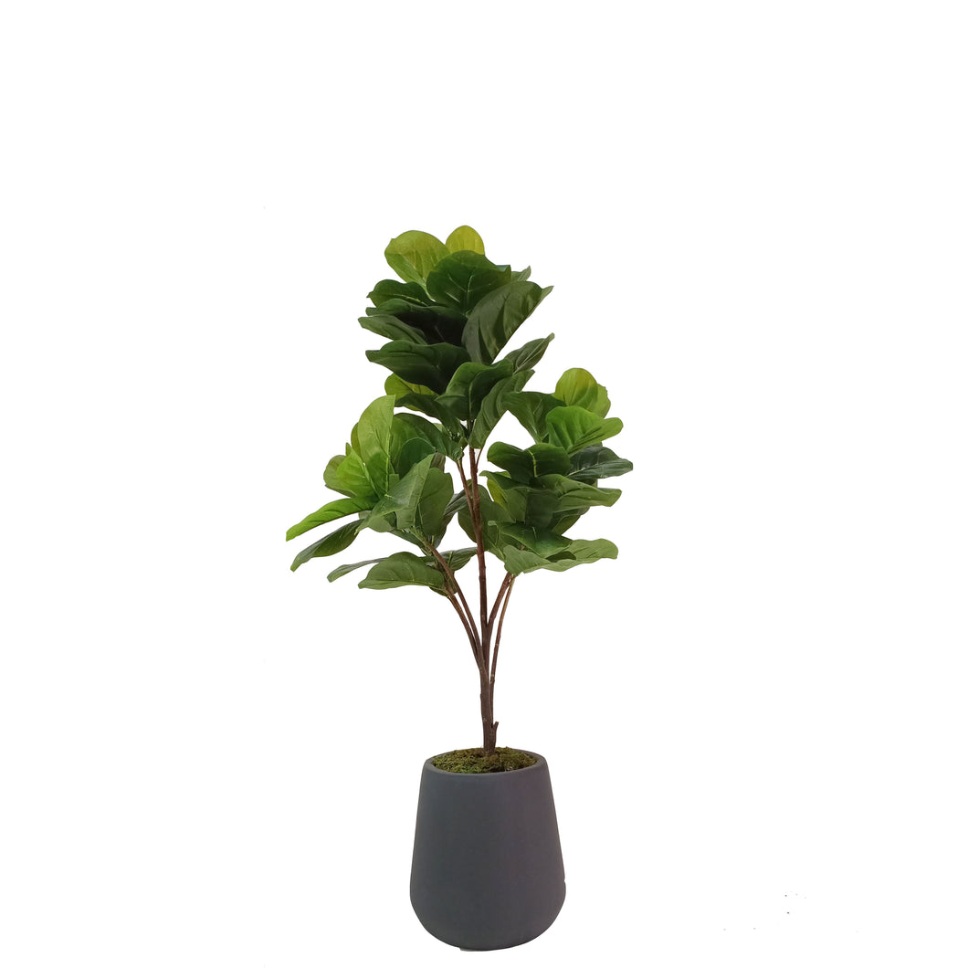 Fiddle Leaf Fig Tree 129cm.