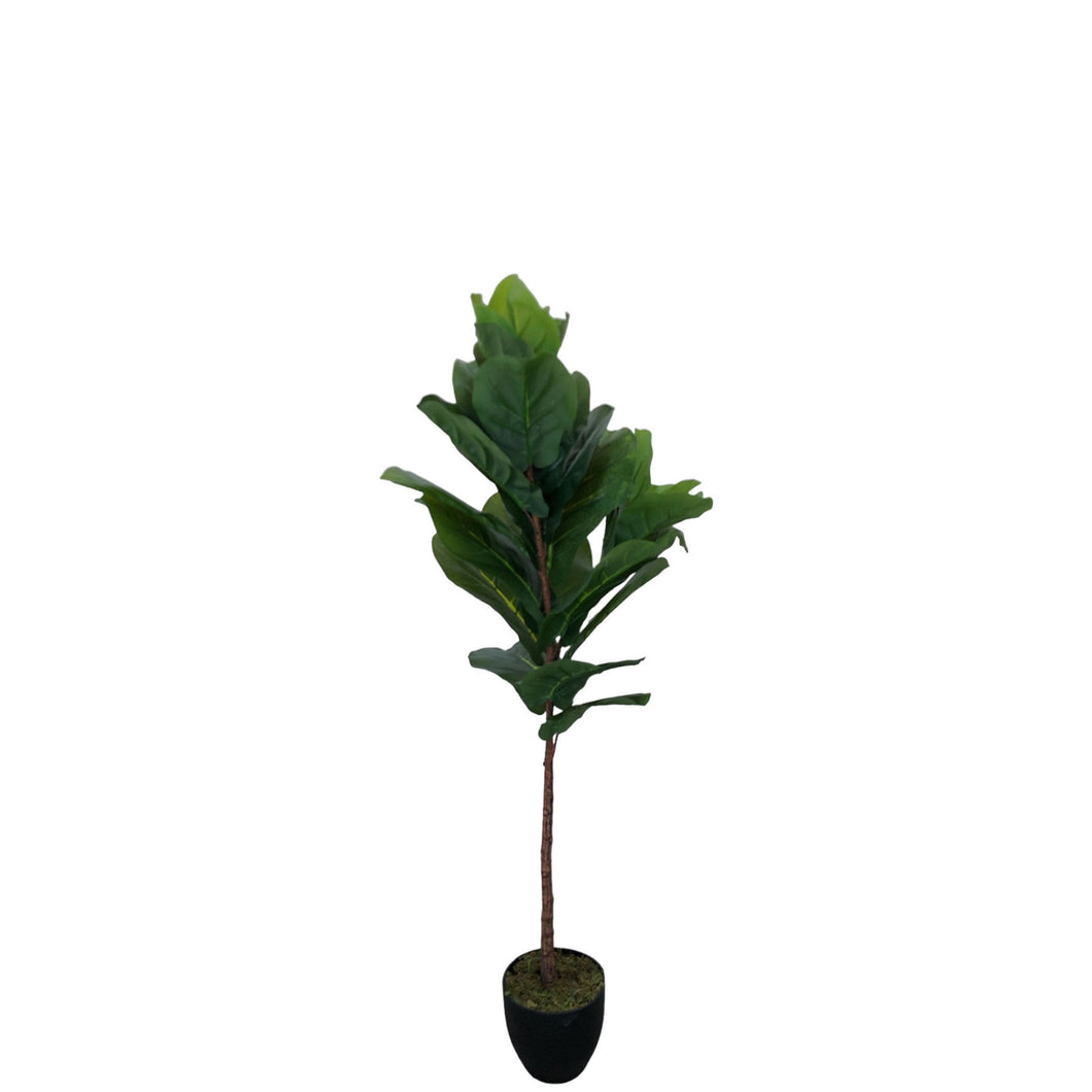 Fiddle Leaf Fig Tree 125cm.