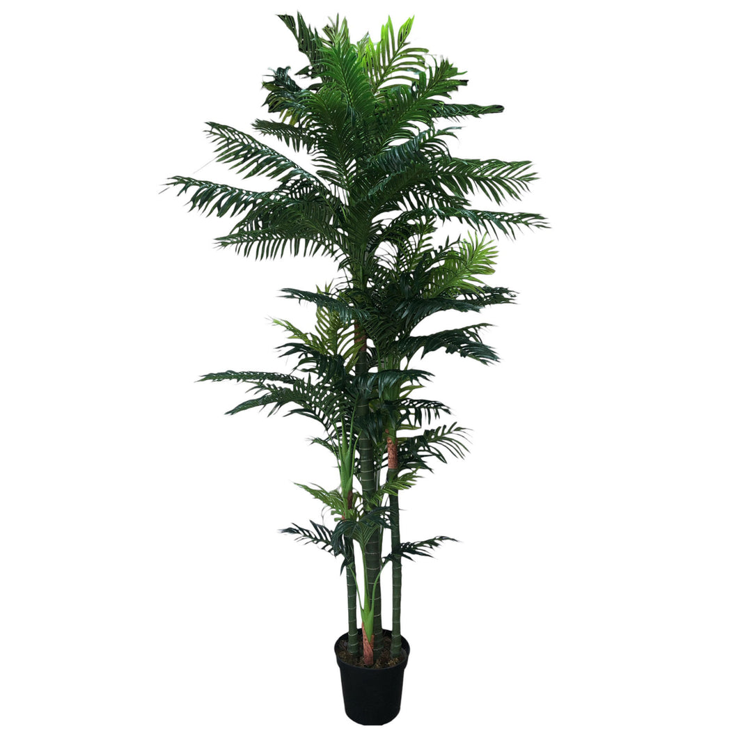 Areca Palm 265cm.