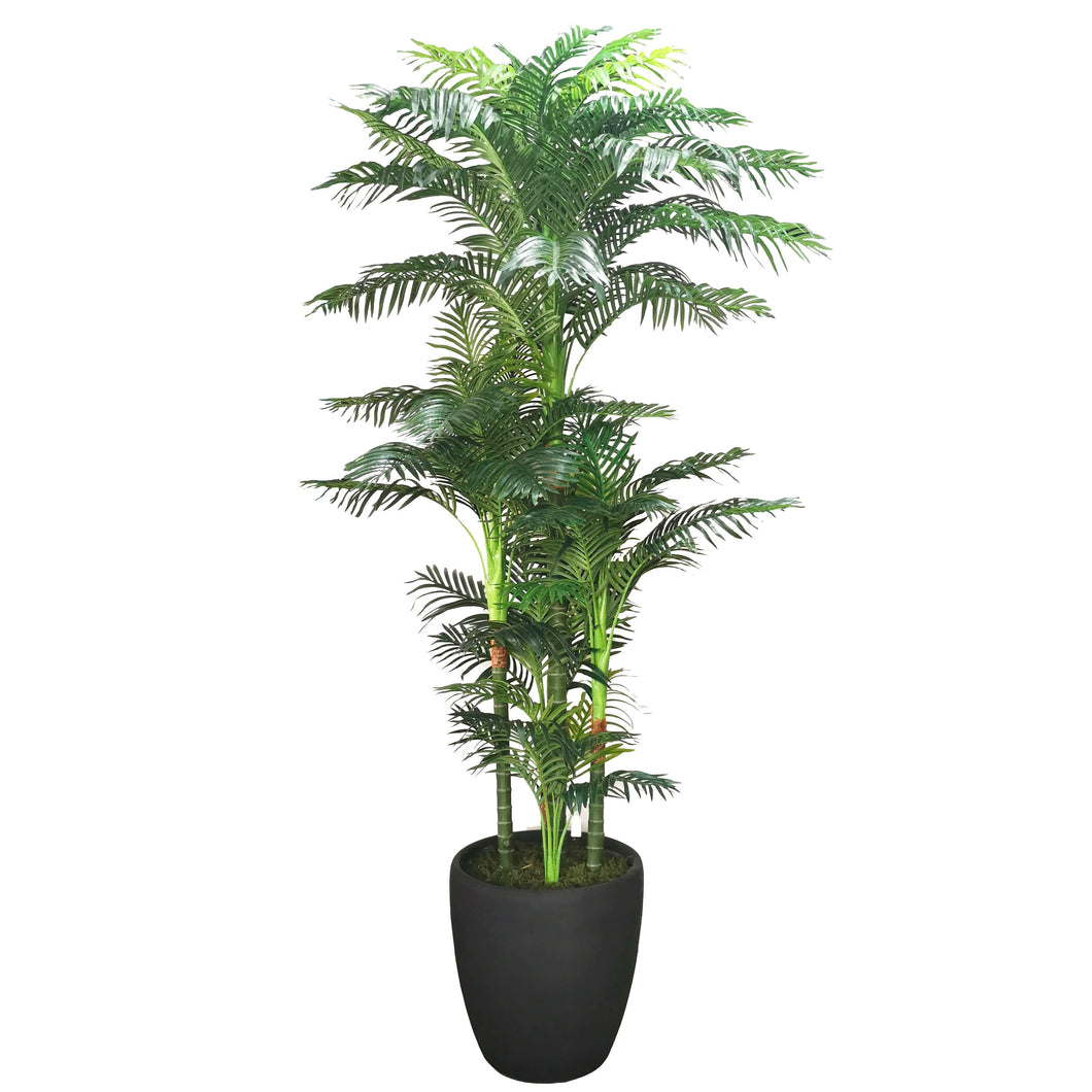 Areca Palm 270cm.