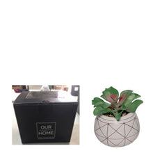 Load image into Gallery viewer, Potted Succulent with Gift Packaging 16cm.
