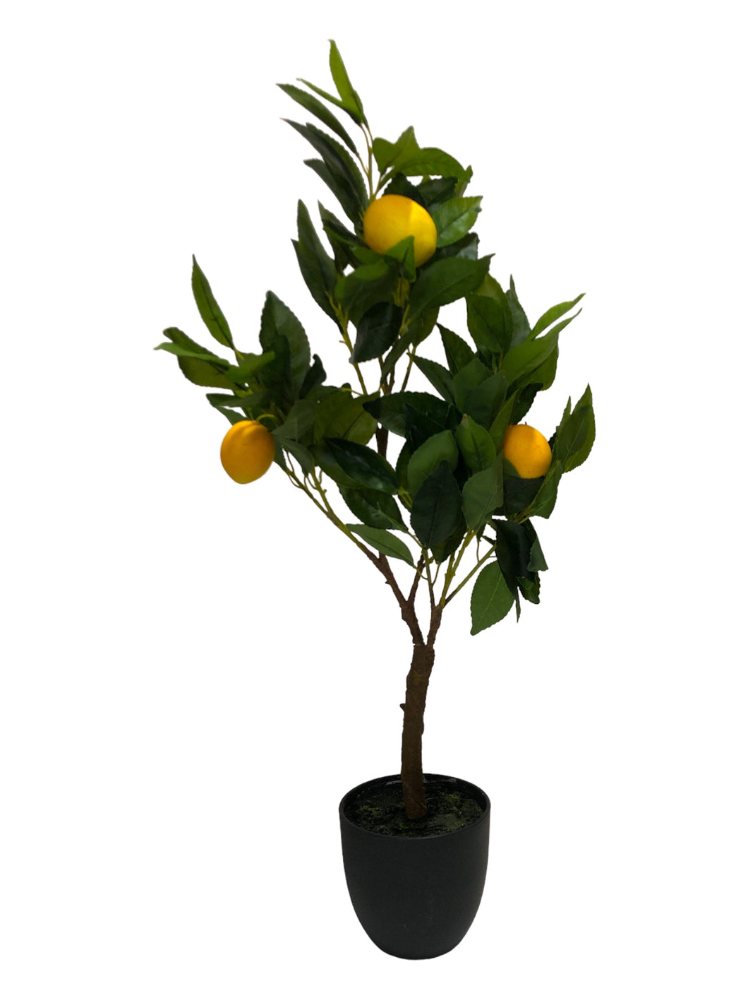 Lemon Tree 71cm.