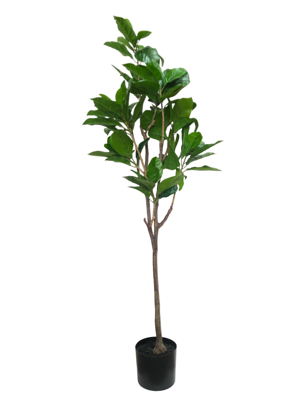 Cape Jasmine Tree 148cm.