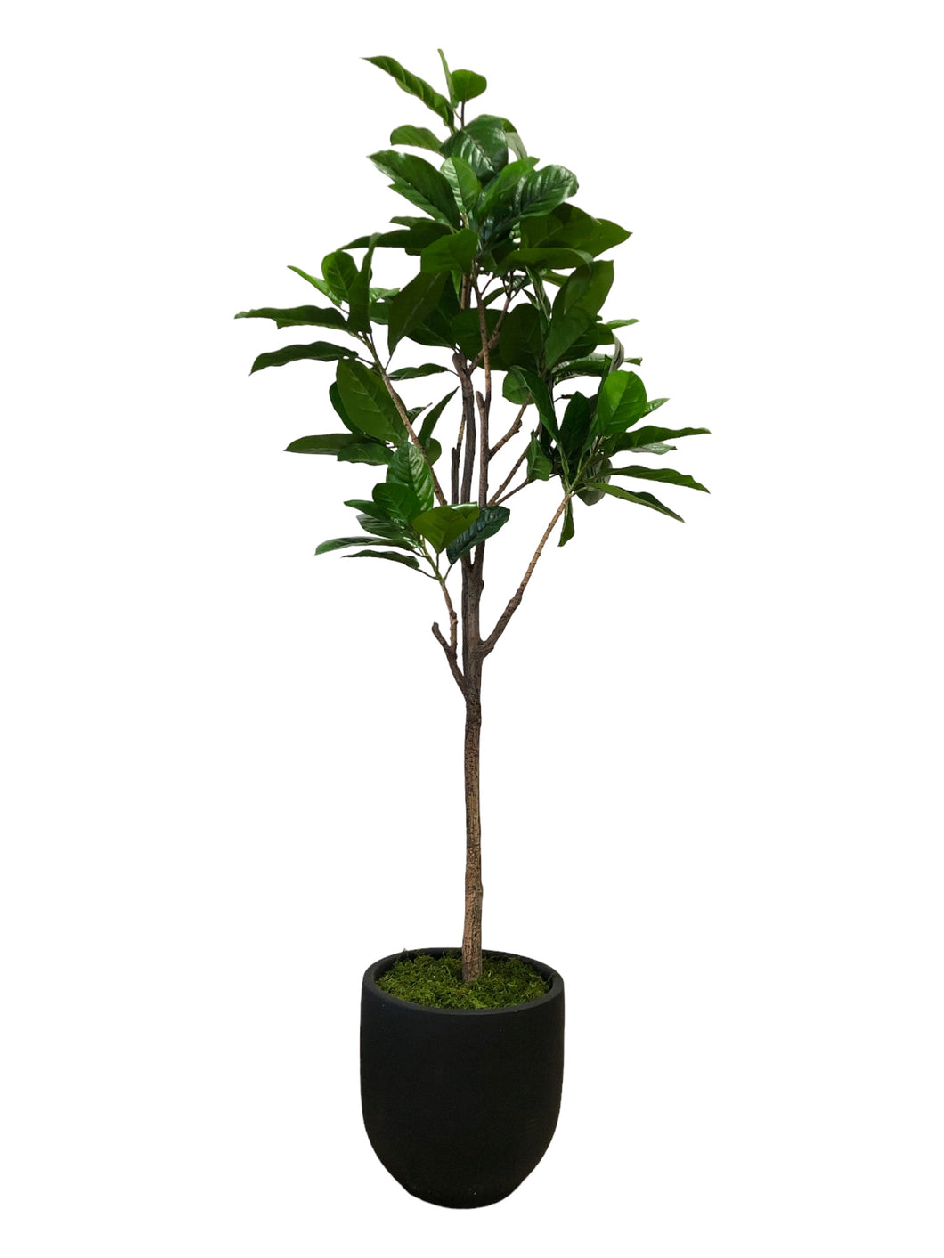 Cape Jasmine Tree 160cm.