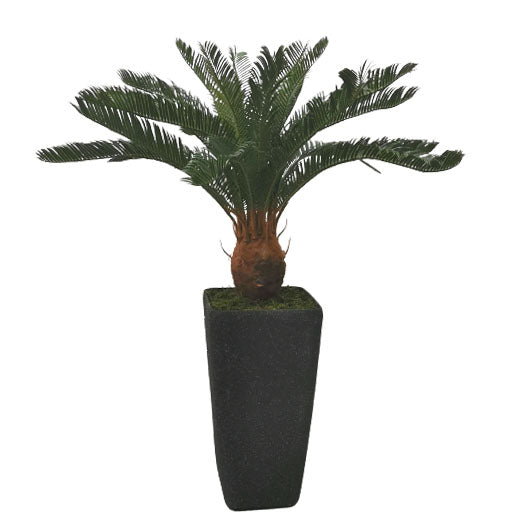 Cycas with Planter 93cm.