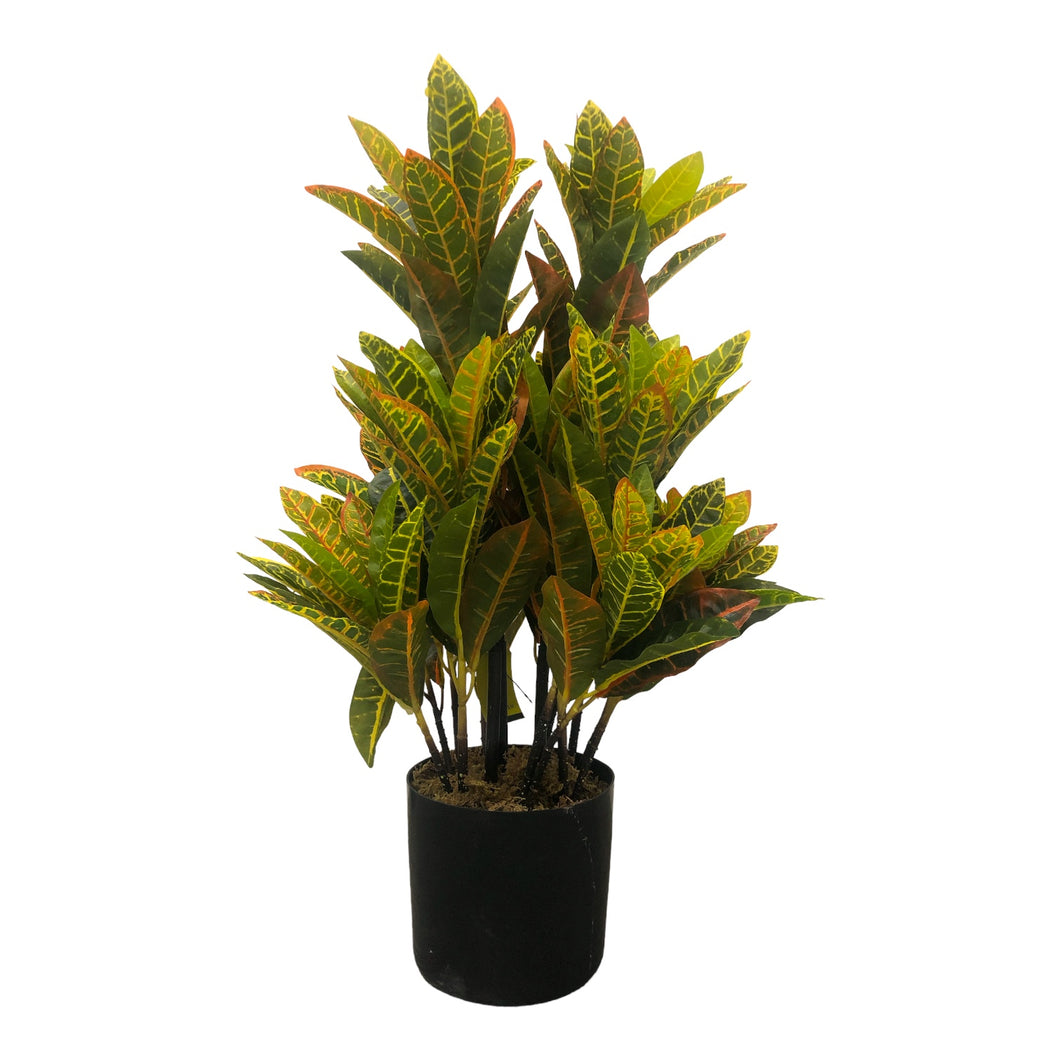 Garden Croton 75cm.